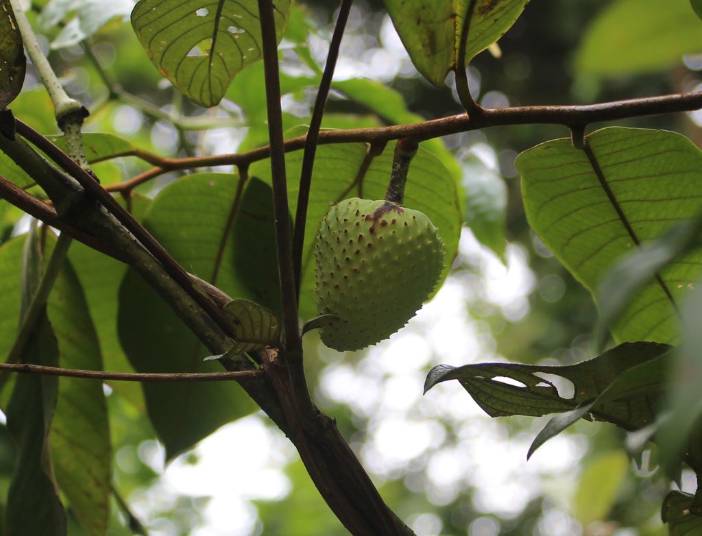 معرفی و راهنمای پرورش درختان میوه - آنونا پالودوسا